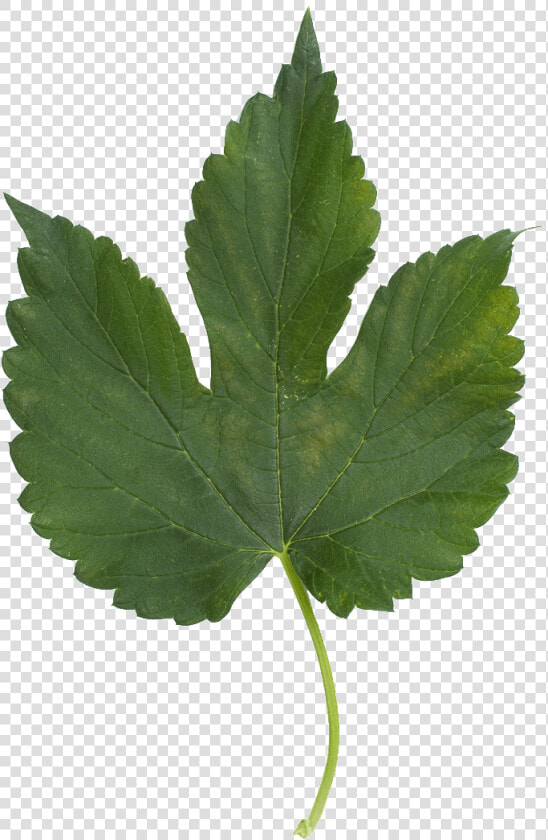 Feuilles Simples  HD Png DownloadTransparent PNG