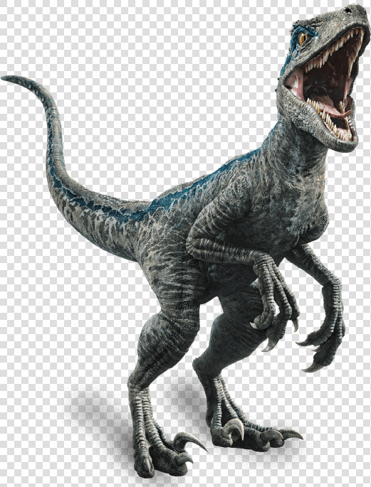 Jurassic World Fallen Kingdom   Velociraptor Blue  HD Png DownloadTransparent PNG