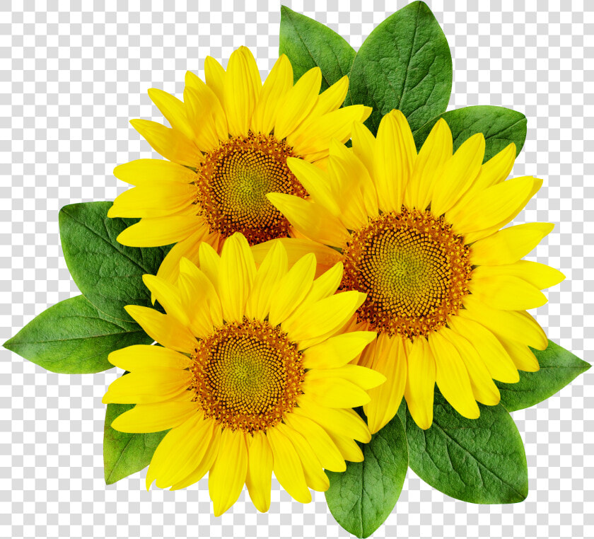 Common Sunflower Cartoon Sunflower Seed   Sunflower Png  Transparent PngTransparent PNG