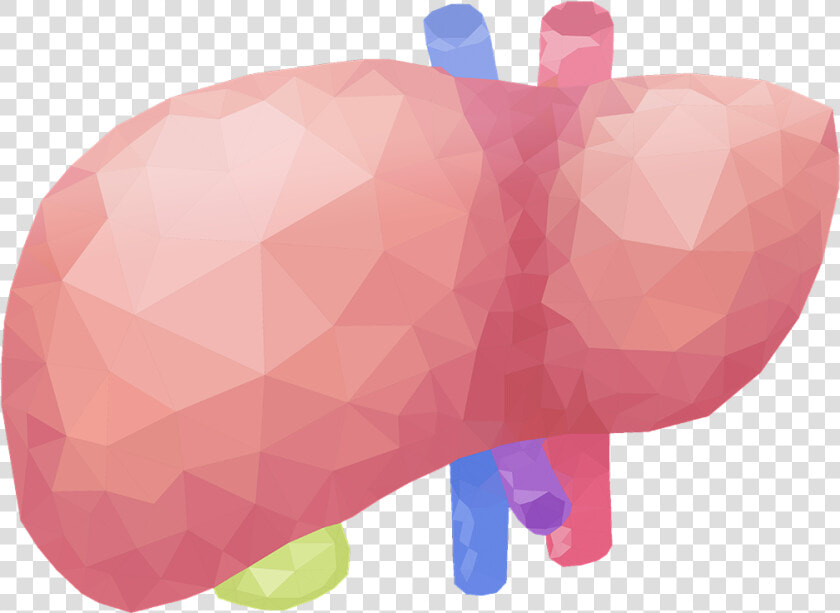 Liver   Illustration  HD Png DownloadTransparent PNG