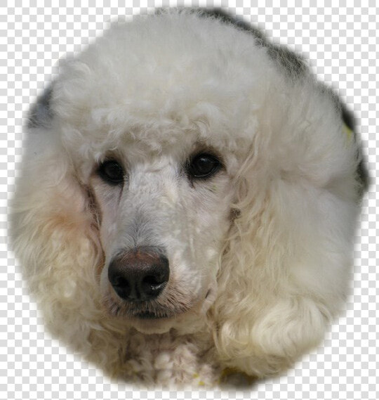 Transparent Poodle Png   Standard Poodle  Png DownloadTransparent PNG