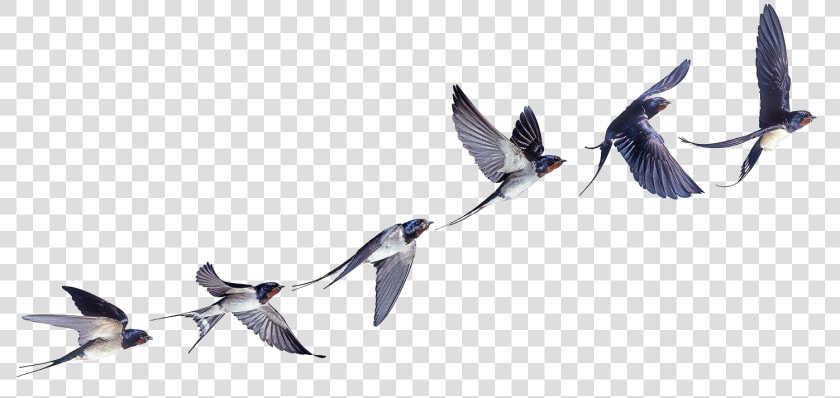 Flight Flock Of Birds Swallow Bird Barn Clipart   Swallow In Flight Tattoo  HD Png DownloadTransparent PNG