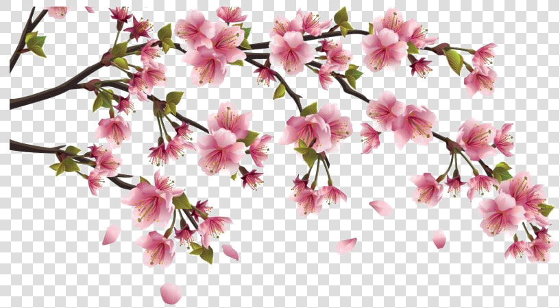 Chinese Flower Png Clipart   Flor Cerezo Japones Dibujo  Transparent PngTransparent PNG