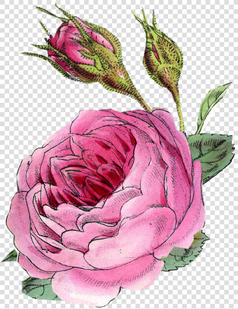 Persian Buttercup  HD Png DownloadTransparent PNG