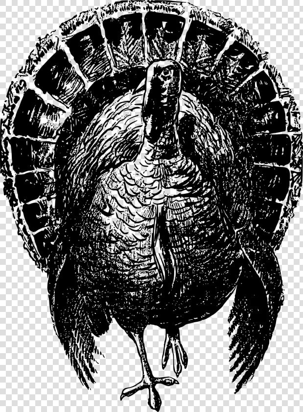 Nobel Turkey Clip Arts   Black And White Wild Turkey  HD Png DownloadTransparent PNG