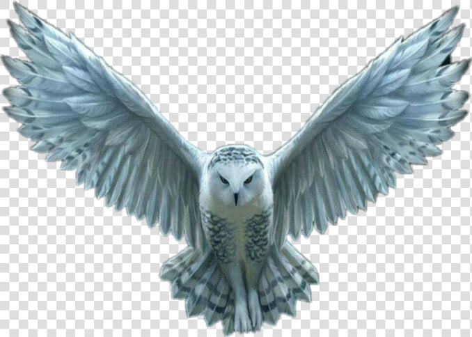 Transparent Hedwig Png   Transparent Harry Potter Owl Flying  Png DownloadTransparent PNG