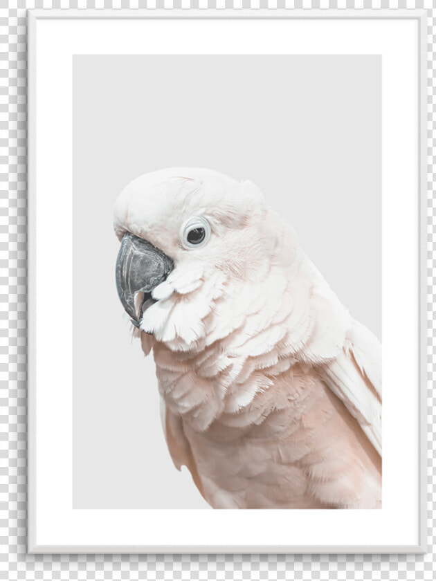 Cockatoo  HD Png DownloadTransparent PNG