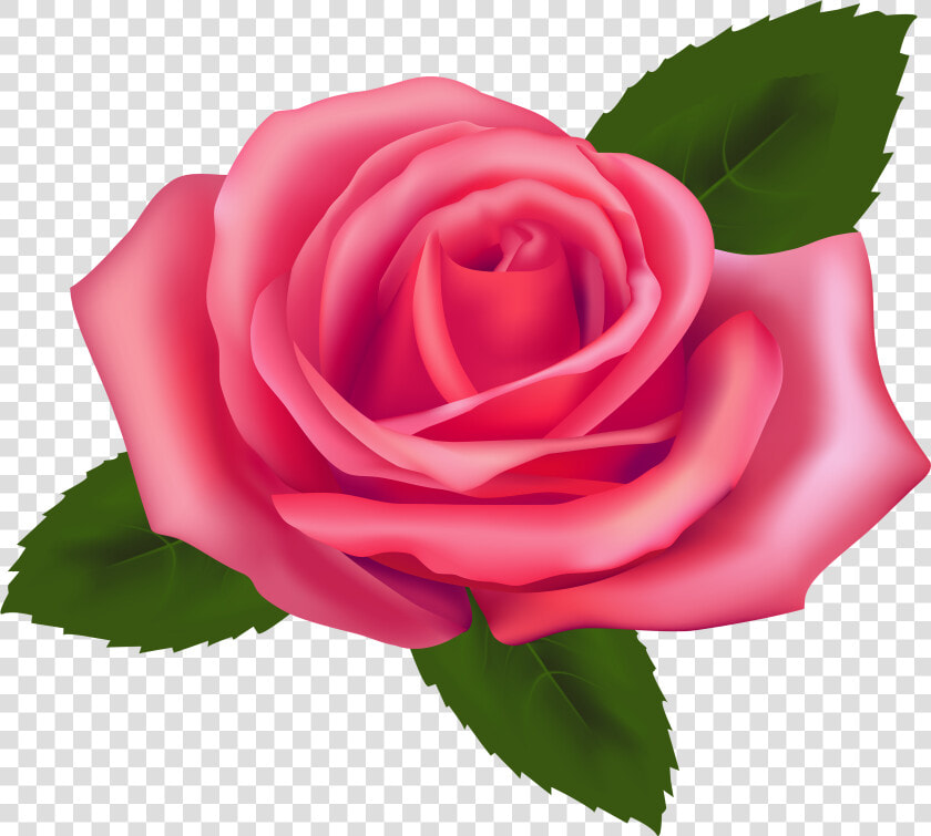 Beautiful Pink Rose Png Clipart   Clipart Rose Png Transparent  Png DownloadTransparent PNG