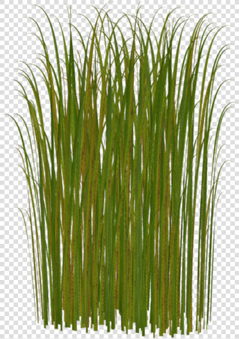 Зеленые Листья Камыша  Болотная Трава  Камыш  Green   Grass Clipart  HD Png DownloadTransparent PNG