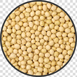 Soybean Png  Transparent Png