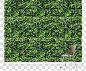 Hedge  HD Png Download