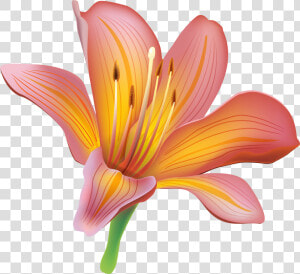 Clip Art Lillies Clip Art   Lily Clipart  HD Png Download