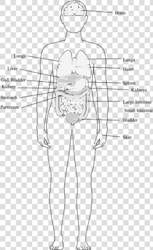 Human Body Organs   Human Body Structure Clipart  HD Png Download