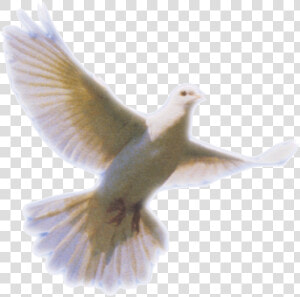 Dove Png Clip Art   Doves For Funeral Program  Transparent Png