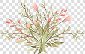 Mexican Flowers Png   Grevillea   39 superb  39   Transparent Png