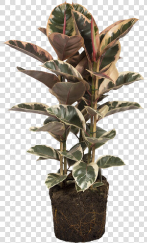 Rubber Plant   Houseplant  HD Png Download