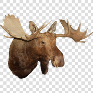 Moose Head Png   Moose Head Transparent Background  Png Download