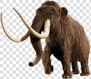 Mammoth   Woolly Mammoth No Background  HD Png Download