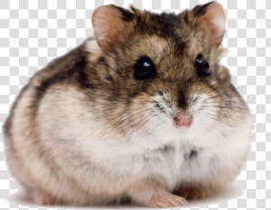 Cute Hamster Png High quality Image  Transparent Png