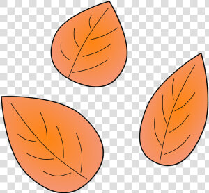 Leaves  Plants  Autumn  Leaf  Tree  Dry  Nature  Flora  HD Png Download