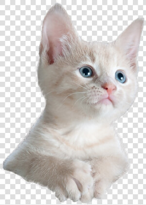 Cat Staring Png  Transparent Png