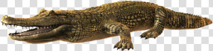 Caiman Png  Transparent Png