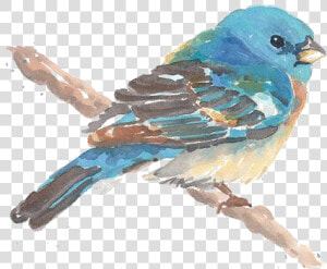 Drawing Birds Blue Bird   Birds Painting Watercolor Png  Transparent Png