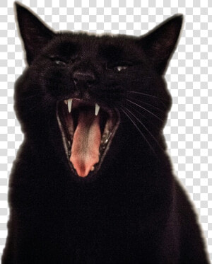 Transparent Screaming Cat Png   Cat Yawning Transparent Png  Png Download