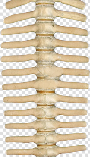 Skeleton Spine Png  Transparent Png