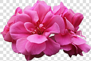 Thumb Image   Pink Geranium Flower Png  Transparent Png