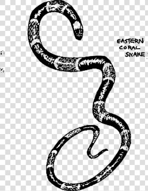 Transparent Boa Constrictor Png   Eastern Coral Snake Drawing  Png Download