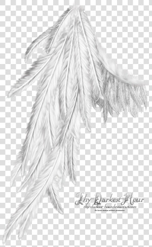 Wing White   Png Download   Wing White  Transparent Png