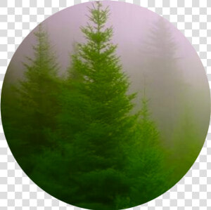  forest  beautiful  green  circle  icon  interesting   Natural Form And Colour Photography  HD Png Download