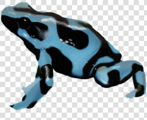 Dart Frog true Frog tree Frog tree Frog animal Figure bufo phyllobates   Poison Dart Frog Png  Transparent Png