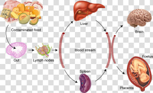 Bacteria Png Listeria   Listeria Monocytogenes Food  Transparent Png