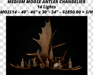 Moose Antler Chandeliers   Deer  HD Png Download