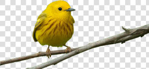 Bird Feeders Beak Window Finch   Yellow Warbler Without Background  HD Png Download