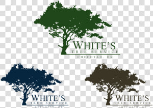 Logo For White S Tree Service Pinterest Trees Logos   Viteos  HD Png Download