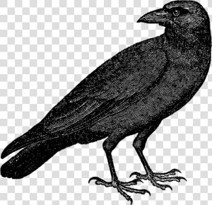 Halloween Crow Vector Free Transparent Background Png   Crow Vector Png  Png Download