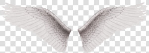 Alas Vector Png Png   Wings For Editing Png  Transparent Png