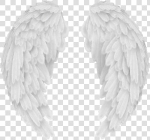 Vector Angel Wings Png Image   Transparent Background Angel Wings Png  Png Download