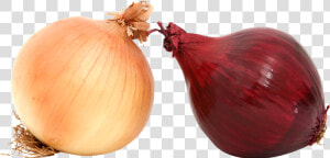 Transparent Onions Clipart   Yellow Onion  HD Png Download