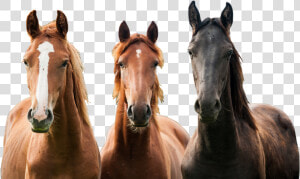 Foal   Horses Png  Transparent Png