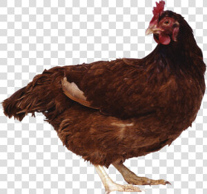 Chicken Png Image   Brown Chicken Png  Transparent Png