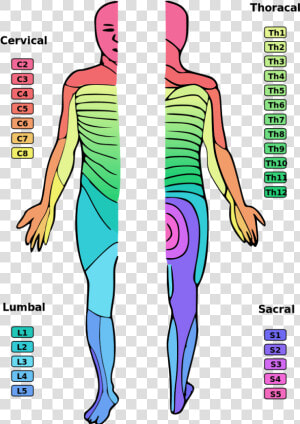 Areas Of The Skin Affected By C2 Spinal Cord Injury   Dermatome Myotome  HD Png Download