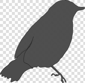 Gray Bird Svg Clip Arts   Birds Got Their Colours Story  HD Png Download