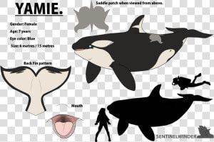 Yamie   The Nomming Orca   Yamie Orca  HD Png Download