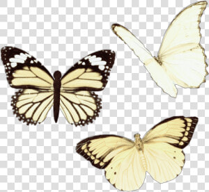  png  aesthetic  moodboard  niche  moodboardfiller   Vsco Butterfly  Transparent Png