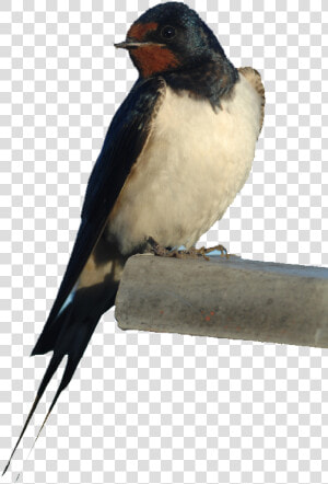 Download Barn Swallow Png Photos   Barn Swallow Bird Png  Transparent Png