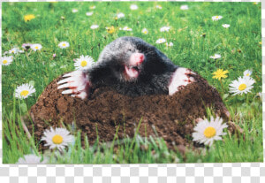 Doormat Mole   Cheeky Mole Door Mat  HD Png Download